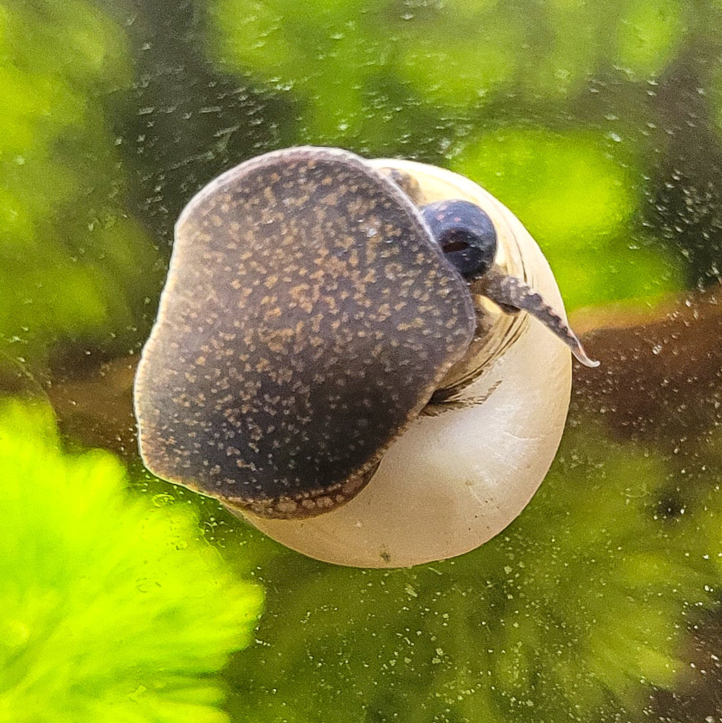Escargot Fantome - Filopaludina martensi