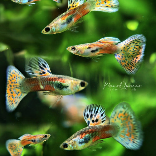 6/ Multicolors Grass Poecillia Reticulata / Souche Française 🇨🇵