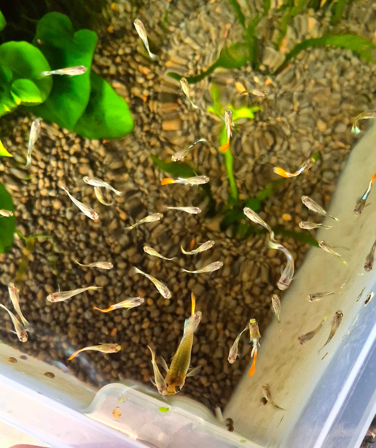 9g/ Santa Claus Poecilia Reticulata Français 🇫🇷