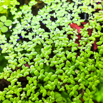 Lentilles d'eau Lemna Minor - Plantes Flottantes