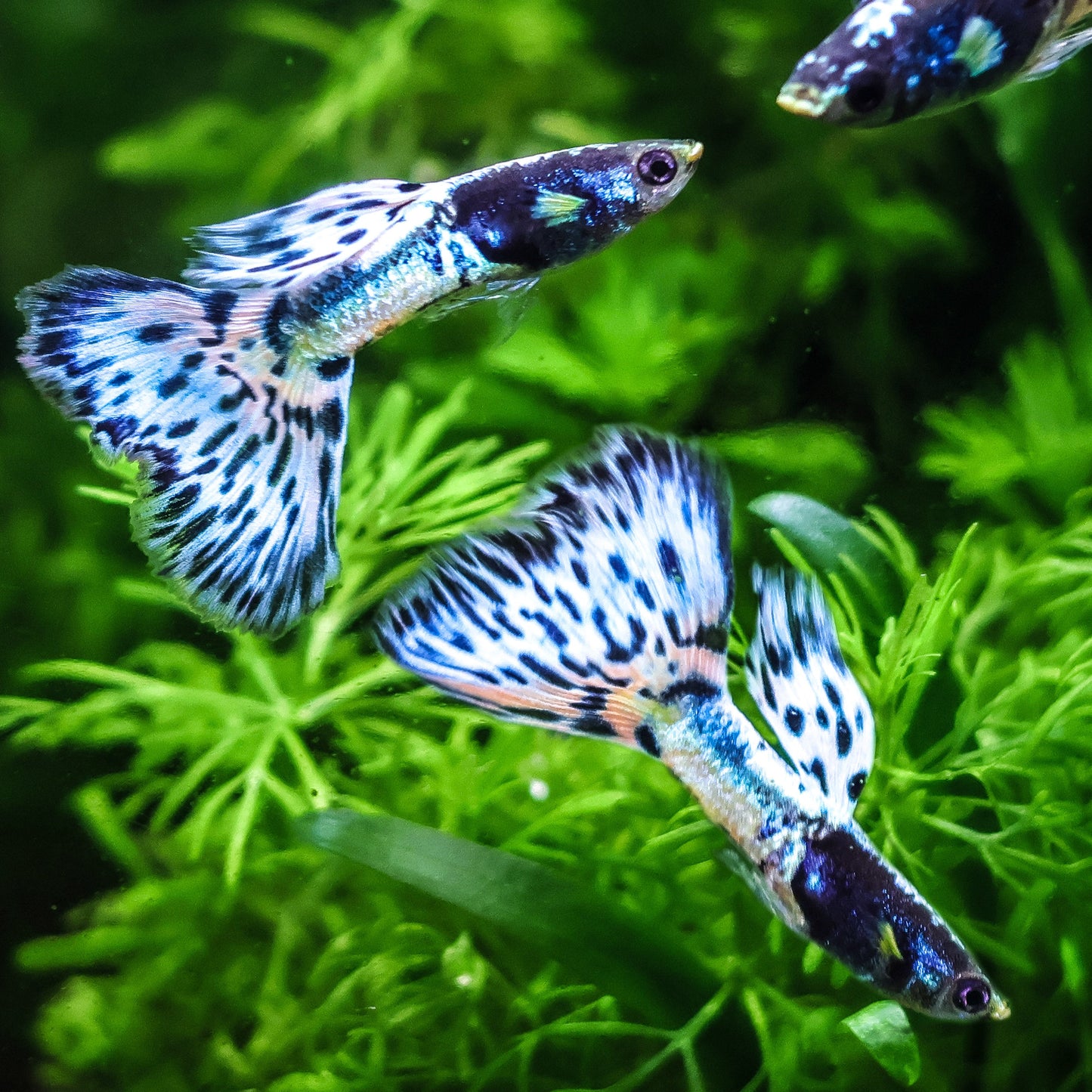 Commande Jeremy - Couple Bleu Mosaic + Femelle Tuxedo Ribbon