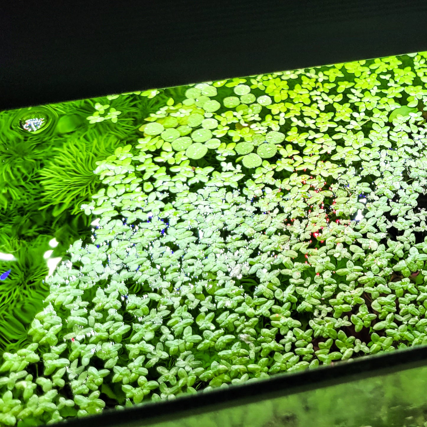 Lentilles d'eau Lemna Minor - Plantes Flottantes