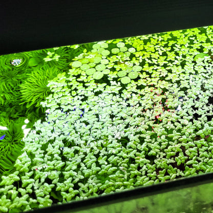 Lentilles d'eau Lemna Minor - Plantes Flottantes