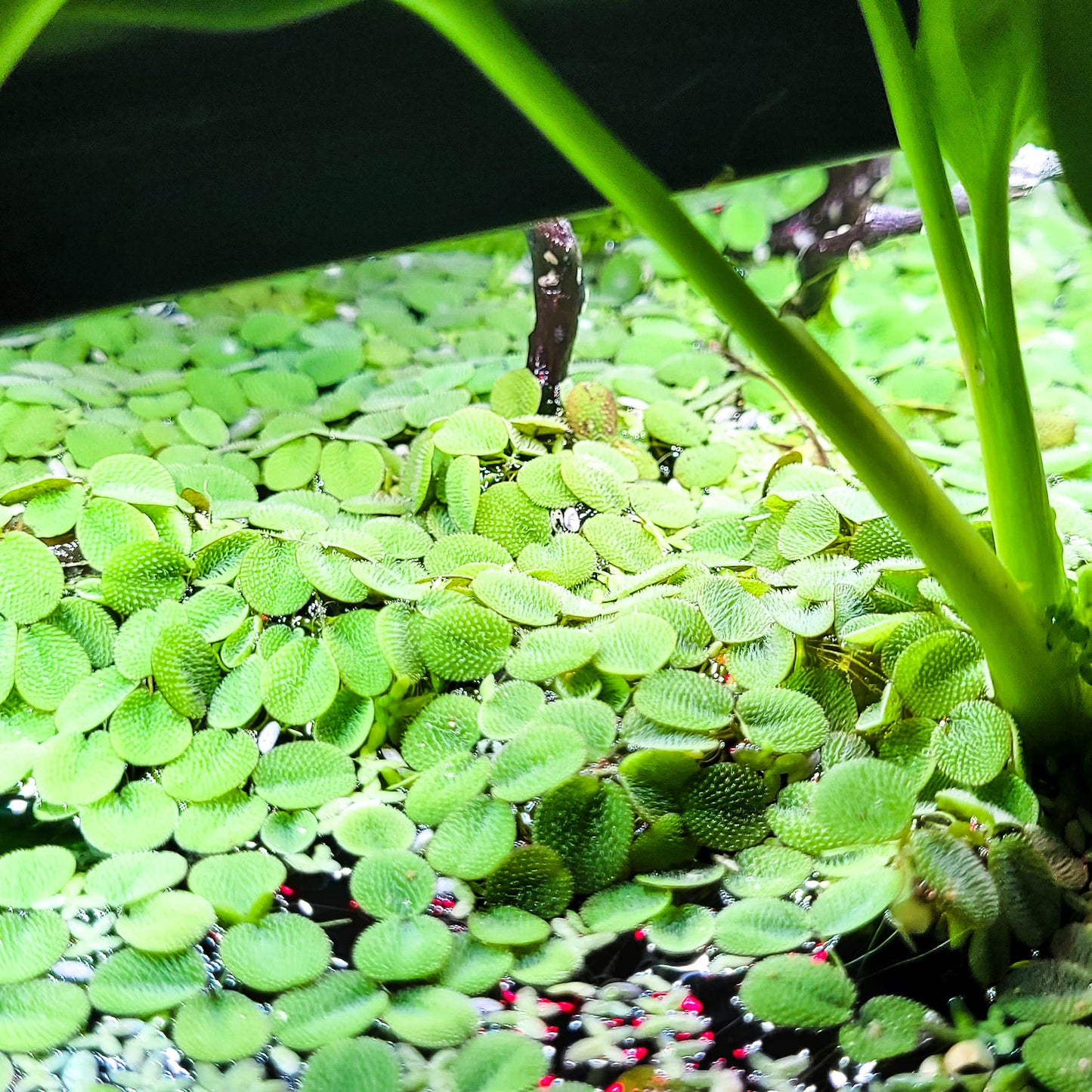 Salvinia natans - Plantes Flottantes