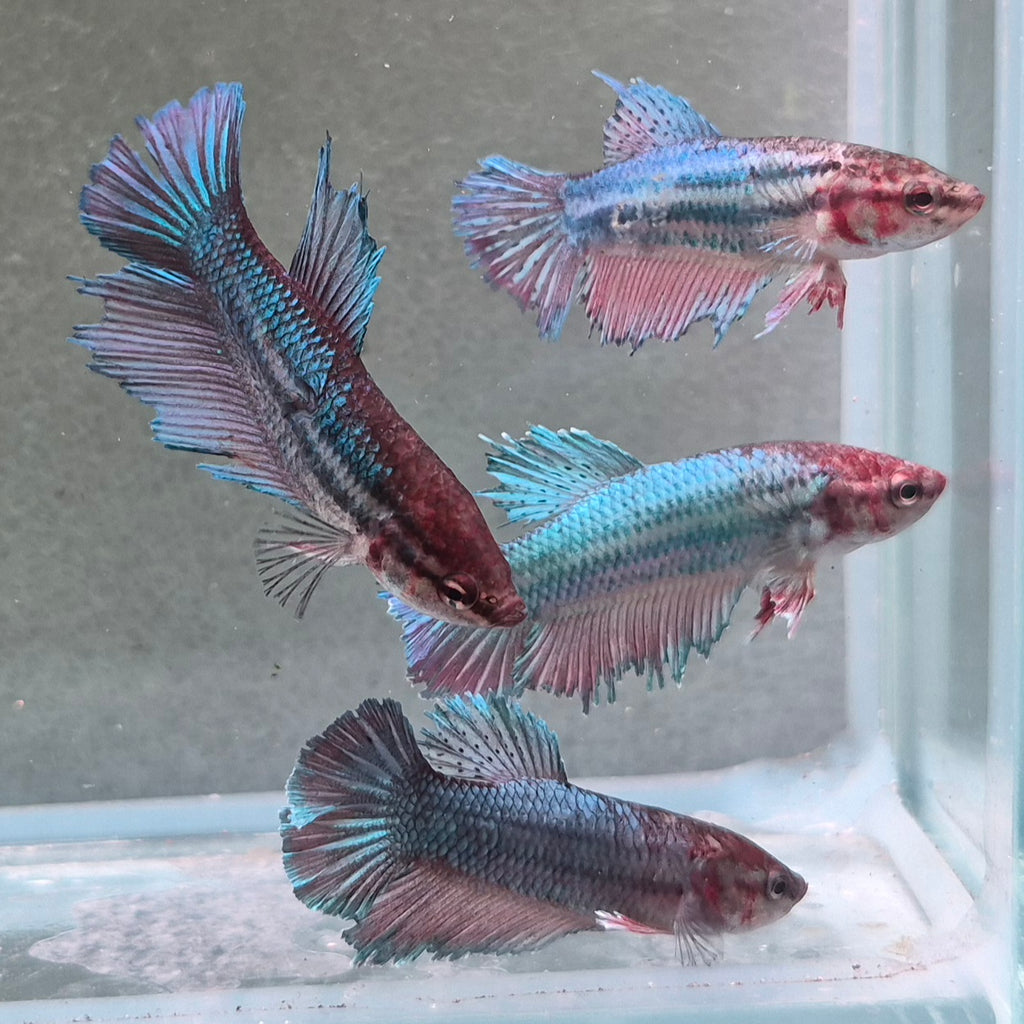 🇫🇷 Betta Femelle Voile Long Bleu Française