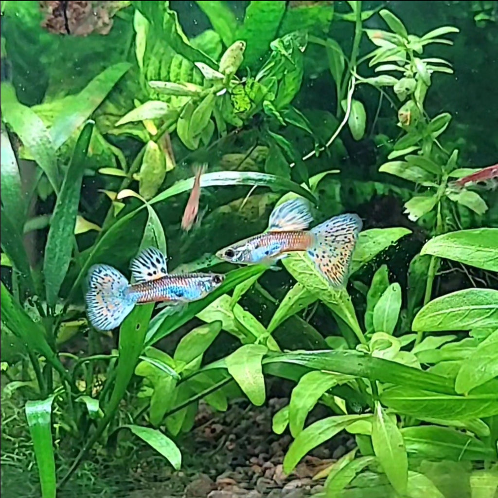 6/ Multicolors Grass Poecillia Reticulata / Souche Française 🇨🇵