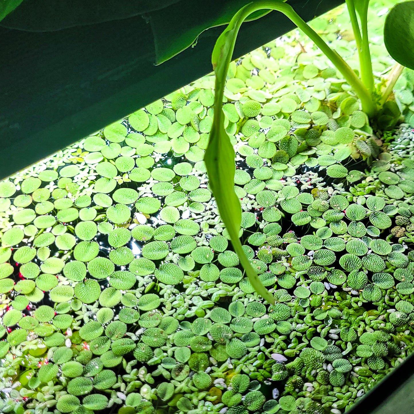 Salvinia natans - Plantes Flottantes