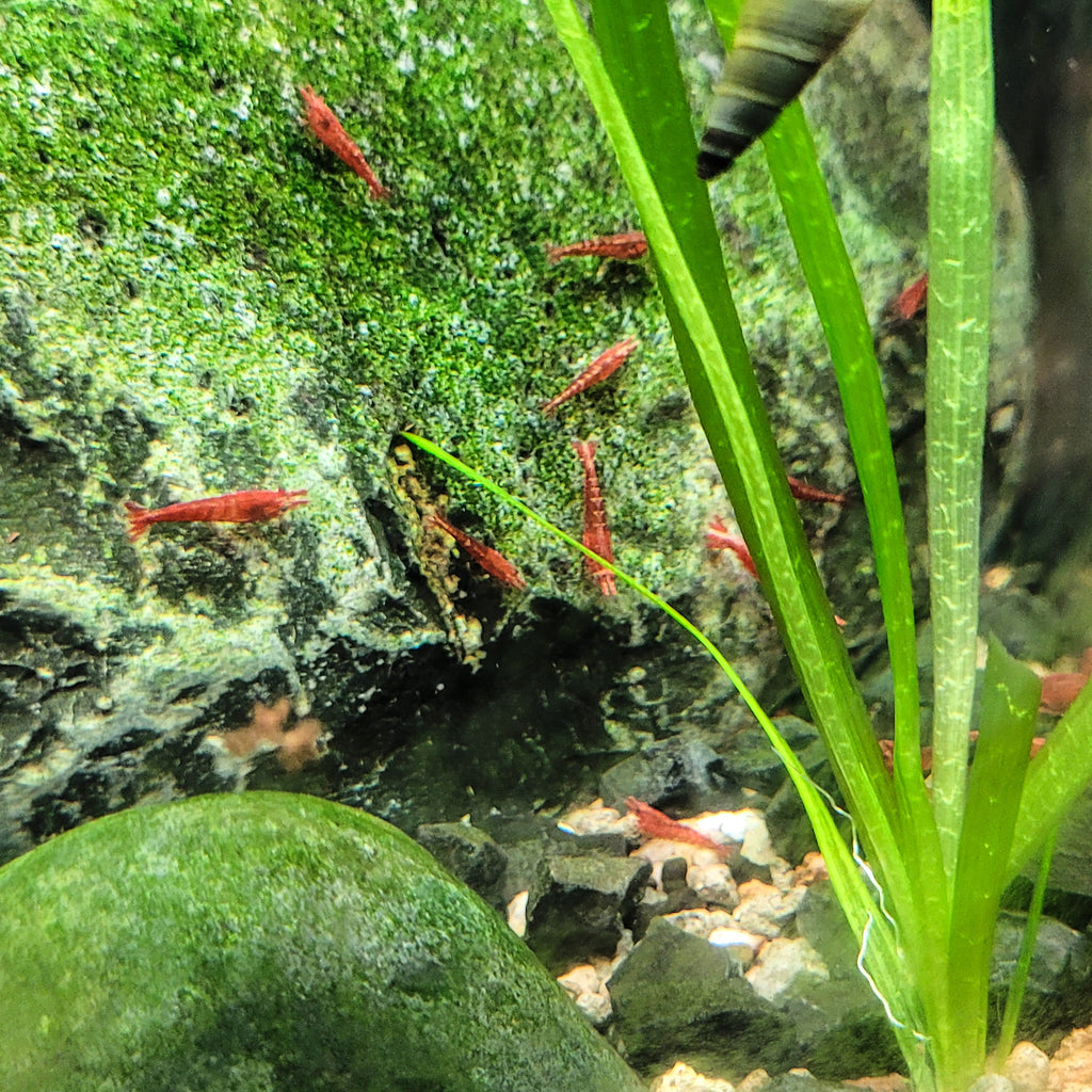 ❤️Crevettes Neocaridina Sakura et Fire - Lots de 10