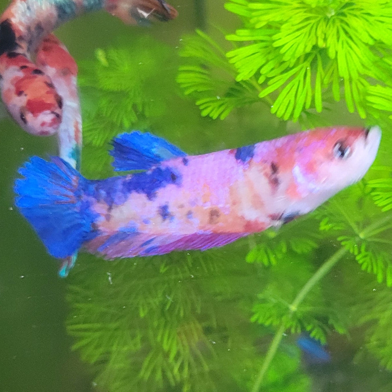 Choupette Femelle de Lucie