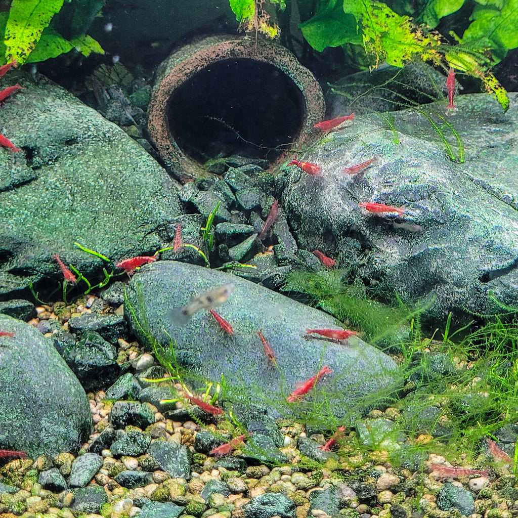 ❤️Crevettes Neocaridina Sakura et Fire - Lots de 10