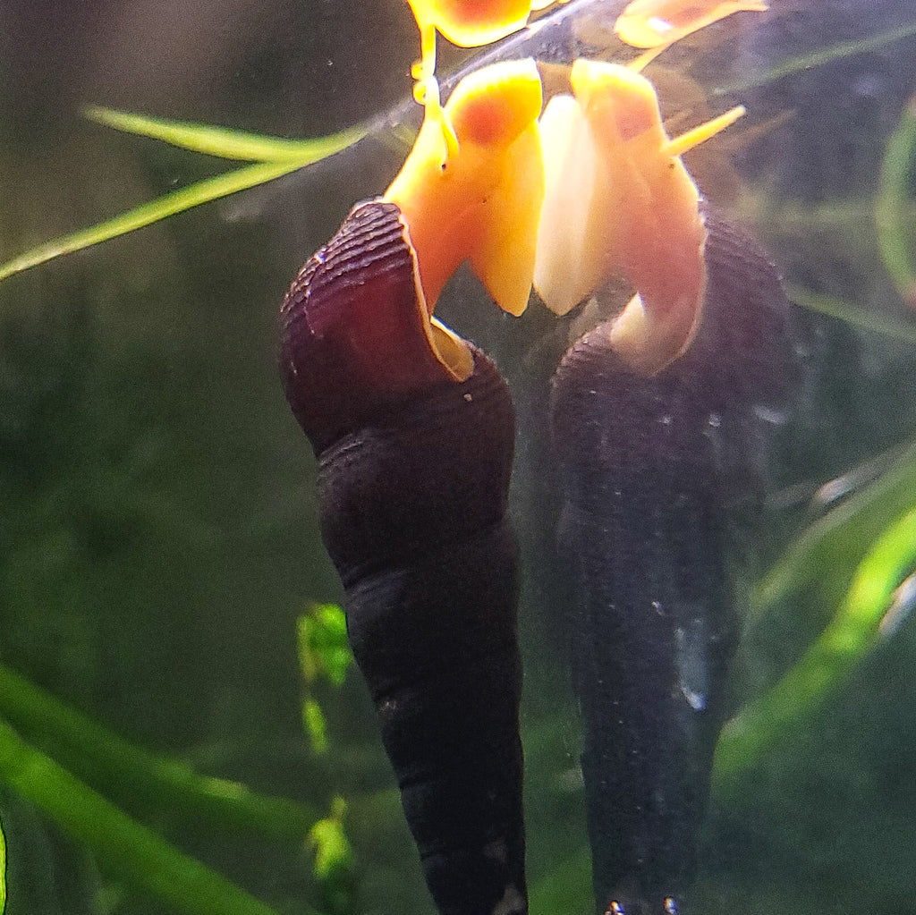 Escargot Tylomelania Orange