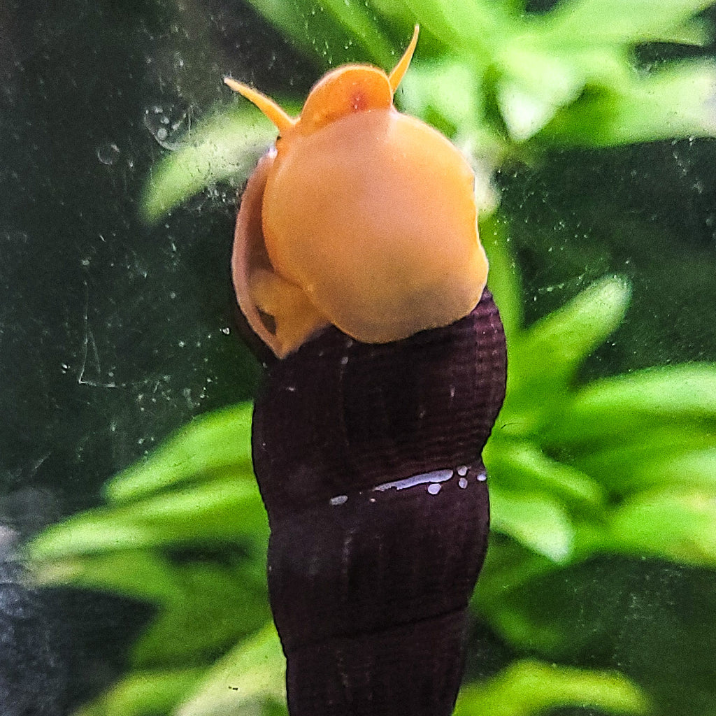 Escargot Tylomelania Orange