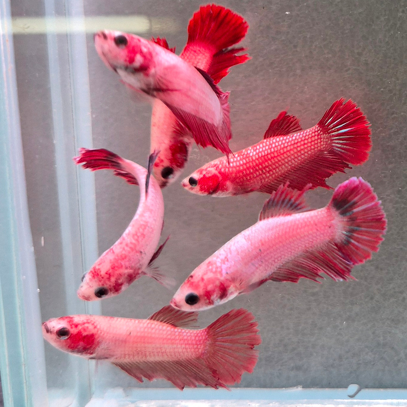 🇫🇷 Betta Femelle Voile Long Rouge Cerise Française