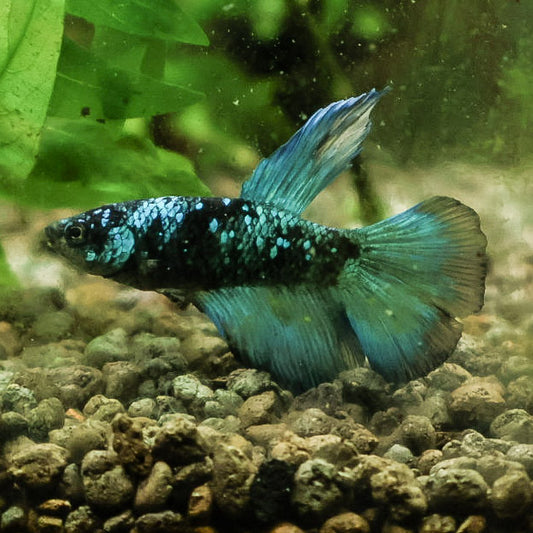 Male Voile Long Doubletail Avatar