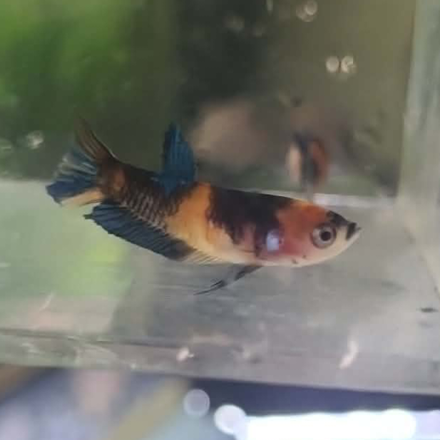 Femelle abeille + Couple Guppys Dragon avec mâle Violet pour justine