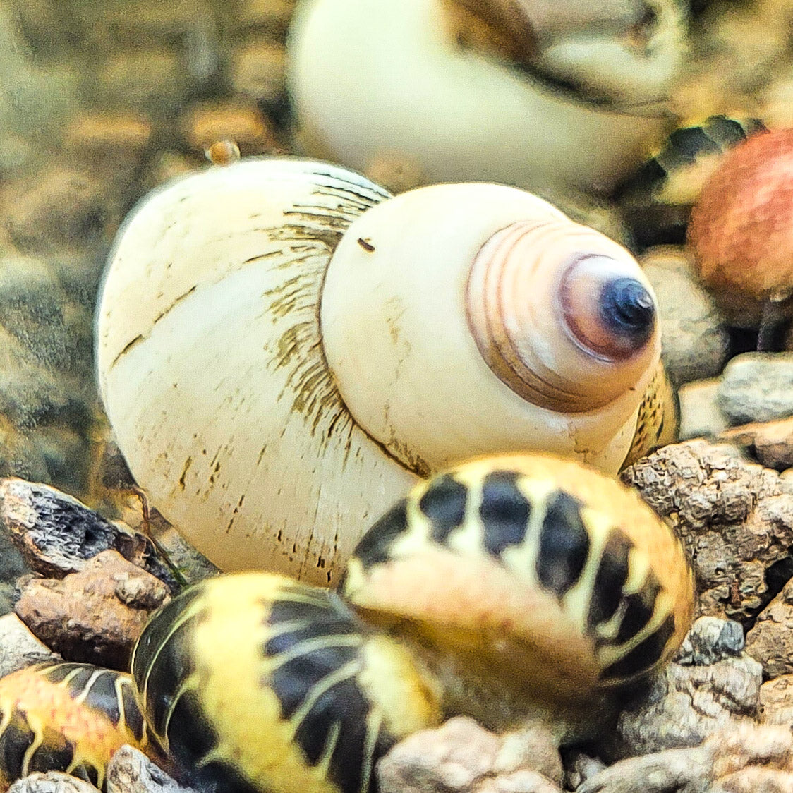Escargot Fantome - Filopaludina martensi