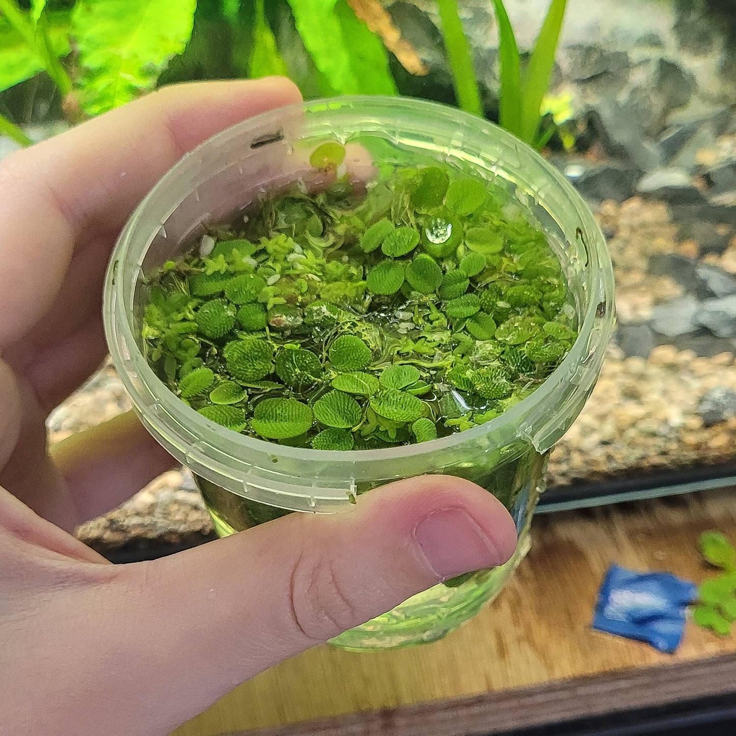 Salvinia natans - Plantes Flottantes