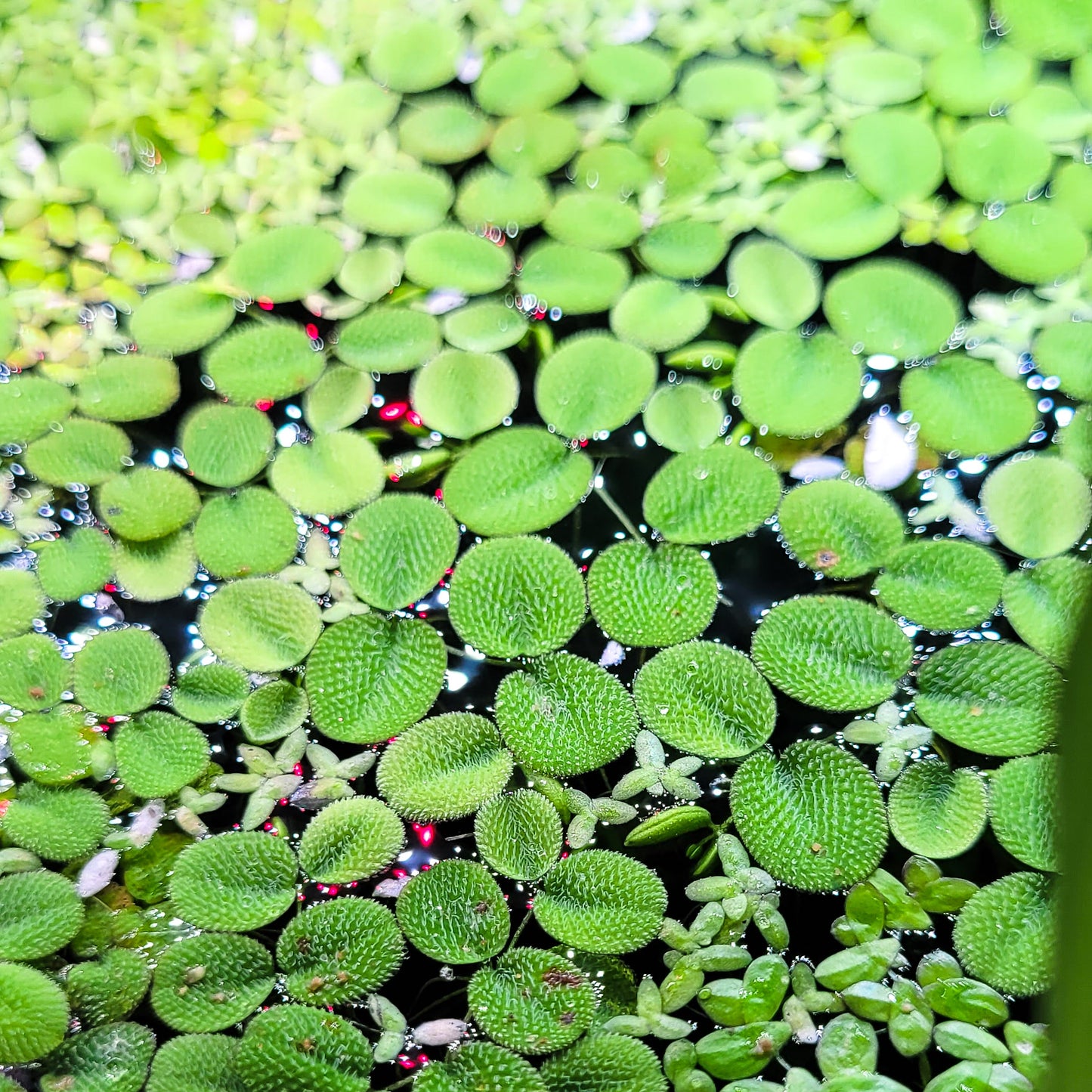 Salvinia natans - Plantes Flottantes