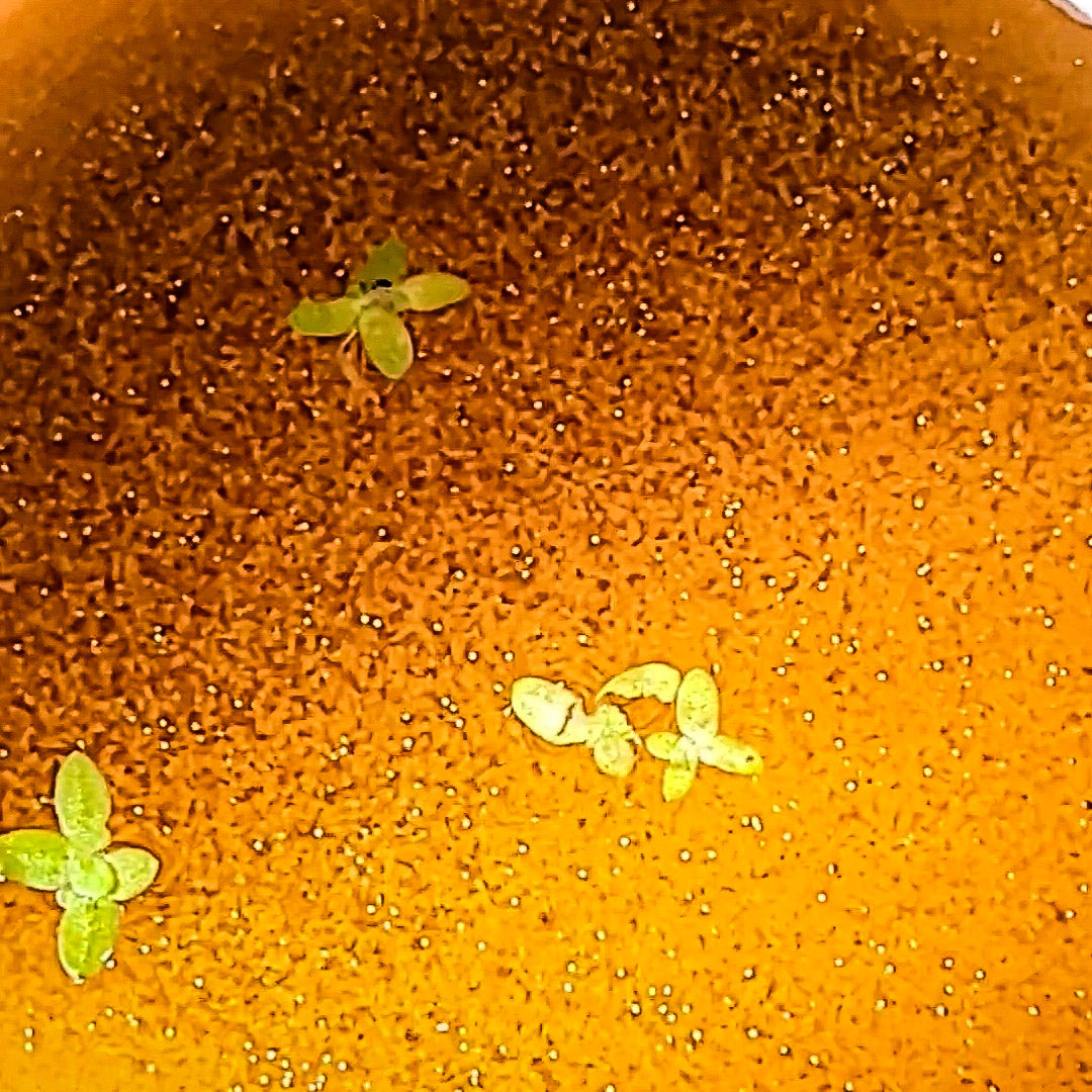 Brine Shrimp Œufs Artemias 50 g. Qualité Premium - Alevins et Petits Poissons