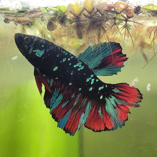 Nemesis - Mâle Voile Long Avatar Gordon