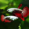 Couple Reproducteur Betta Plakat Samourai Rouge