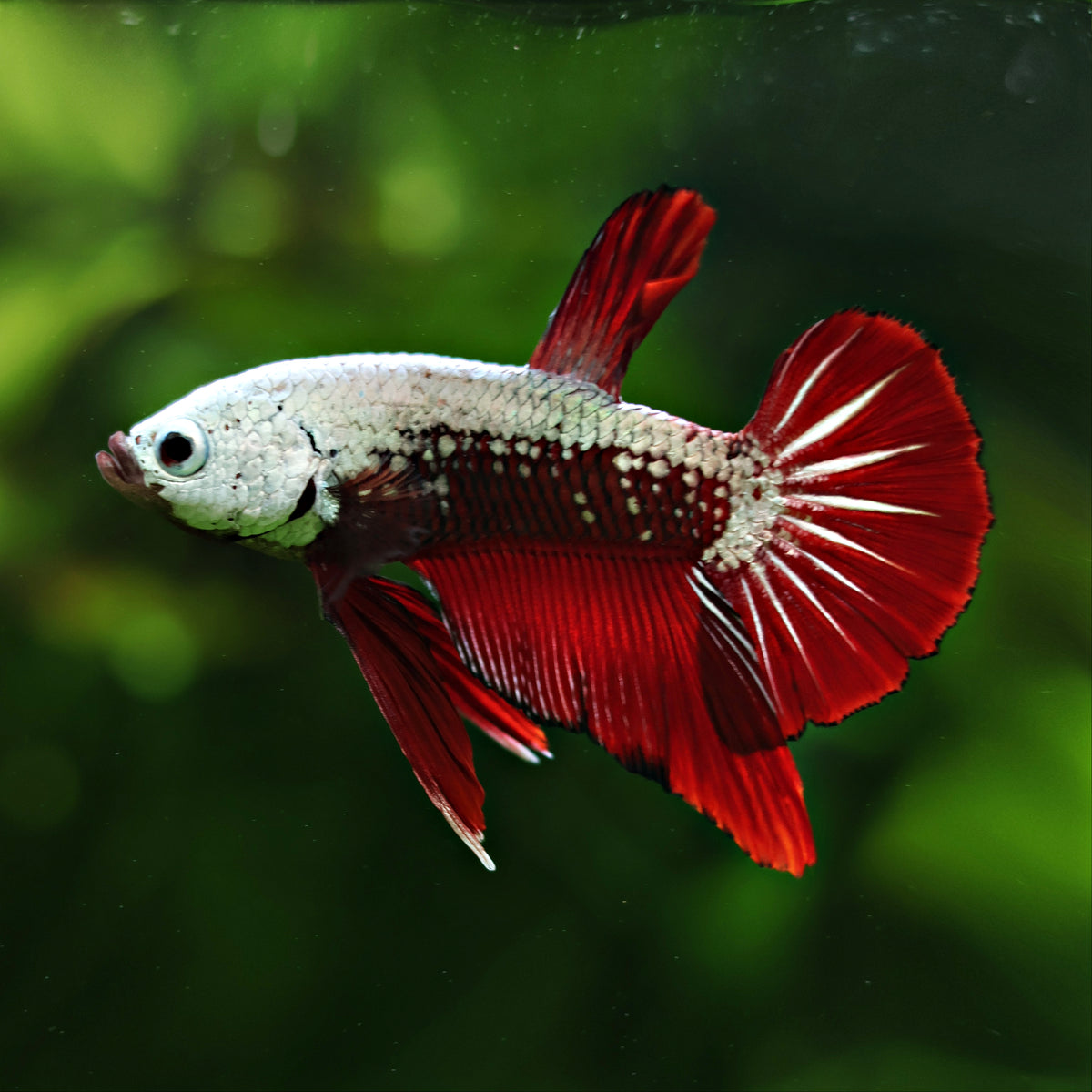 Couple Reproducteur Betta Plakat Samourai Rouge