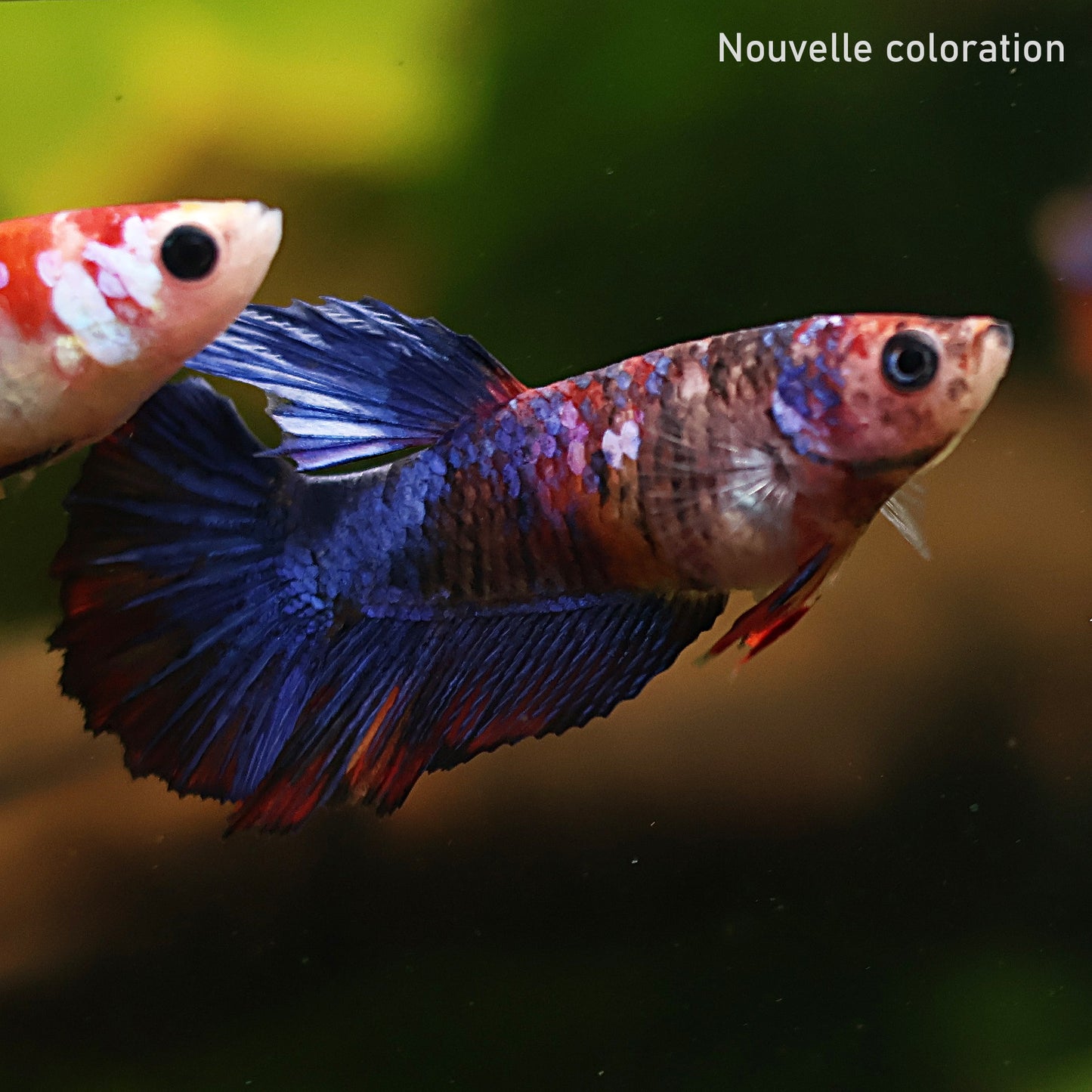 Grumpy - Femelle Plakat Koi Galaxy 🇫🇷