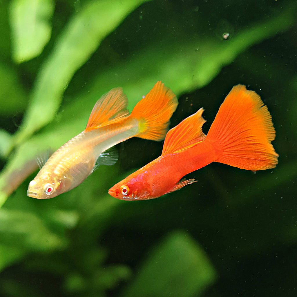9b/ Couple Full Red Albino Poecilia Reticulata