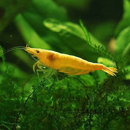 Crevette Neocaridina Davidi Yellow Neon - Lots de 5
